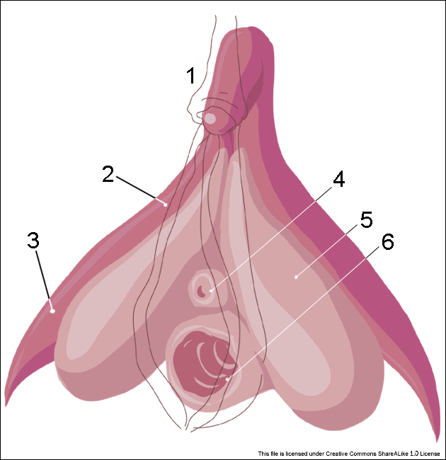 Clitoris_inner_anatomy