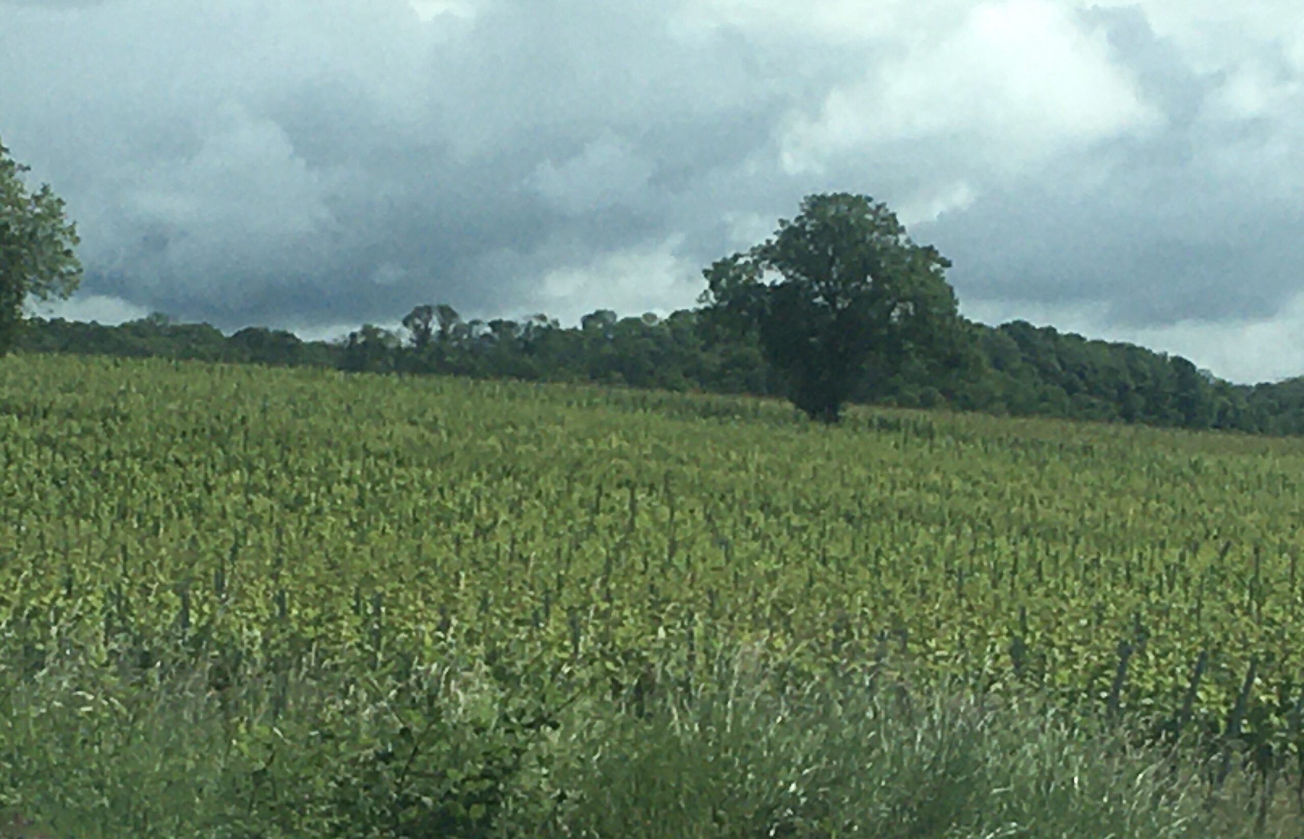 Spaziergang in den Weinbergen